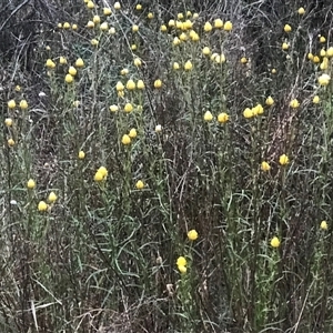 Xerochrysum viscosum (Sticky Everlasting) at Kaleen, ACT by Woozlecat