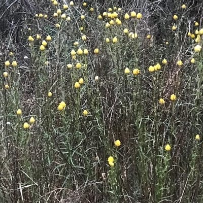 Xerochrysum viscosum (Sticky Everlasting) at Kaleen, ACT - 27 Nov 2024 by Woozlecat