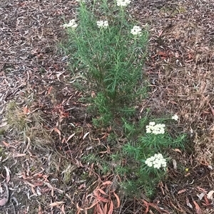 Cassinia longifolia (Shiny Cassinia, Cauliflower Bush) at Crace, ACT by Woozlecat