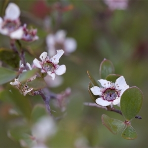 Gaudium brevipes (Grey Tea-tree) at Denman Prospect, ACT by KorinneM