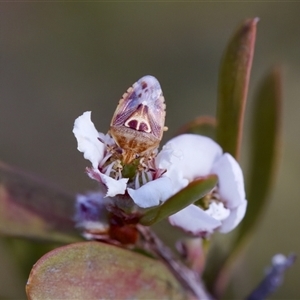 Eupolemus angularis at Denman Prospect, ACT - 25 Nov 2024