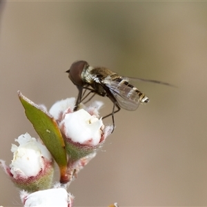 Villa sp. (genus) at Denman Prospect, ACT - 25 Nov 2024 04:42 PM