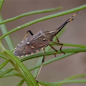 Omyta centrolineata (Centreline Shield Bug) at Denman Prospect, ACT by KorinneM