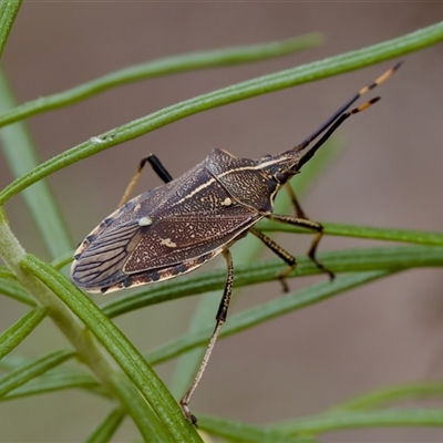 Omyta centrolineata (Centreline Shield Bug) at Denman Prospect, ACT - 25 Nov 2024 by KorinneM