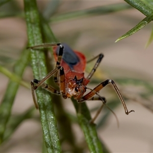 Gminatus australis (Orange assassin bug) at Denman Prospect, ACT by KorinneM