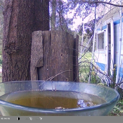 Caligavis chrysops (Yellow-faced Honeyeater) at Shark Creek, NSW - 25 Nov 2024 by Topwood