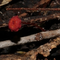 Cruentomycena viscidocruenta (Ruby Mycena) at Fairfield, VIC - 10 May 2020 by WendyEM