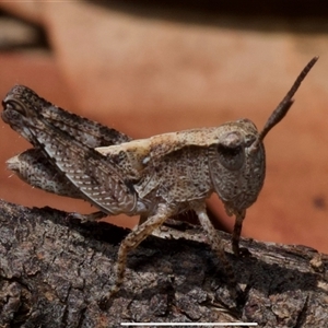 Phaulacridium vittatum at Murrumbateman, NSW - 23 Nov 2024