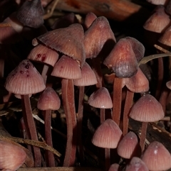 Mycena sp. (genus) (Mycena) at Fairfield, VIC - 10 May 2020 by WendyEM