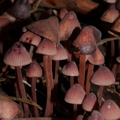 Mycena sp. (Mycena) at Fairfield, VIC - 10 May 2020 by WendyEM