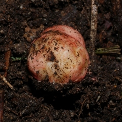 Unidentified Other puffballs, etc (& the unknowns) at Fairfield, VIC - 10 May 2020 by WendyEM