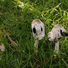 Coprinus comatus (Shaggy Ink Cap) at Coburg, VIC - 8 May 2020 by WendyEM