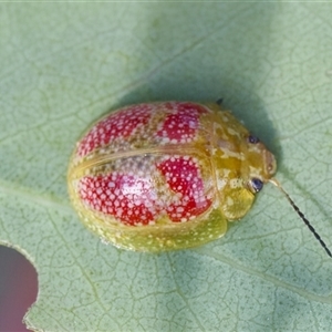 Paropsisterna fastidiosa at Denman Prospect, ACT - 25 Nov 2024