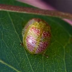 Paropsisterna fastidiosa at Denman Prospect, ACT - 25 Nov 2024