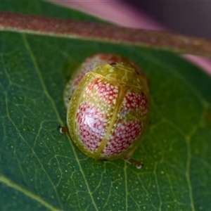 Paropsisterna fastidiosa at Denman Prospect, ACT - 25 Nov 2024