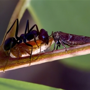 Iridomyrmex purpureus at Denman Prospect, ACT - 25 Nov 2024