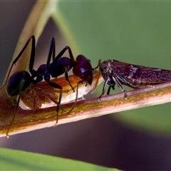 Eurymelini (tribe) (Gum Tree Hopper) at Denman Prospect, ACT - 25 Nov 2024 by KorinneM