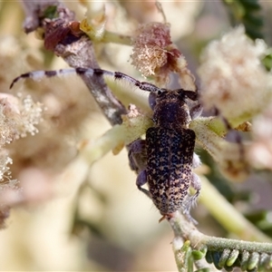 Ancita sp. (genus) at Denman Prospect, ACT - 25 Nov 2024 05:49 PM