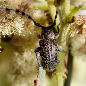 Ancita sp. (genus) at Denman Prospect, ACT - 25 Nov 2024