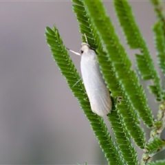 Zacorus carus (White Wingia) at Denman Prospect, ACT - 25 Nov 2024 by KorinneM