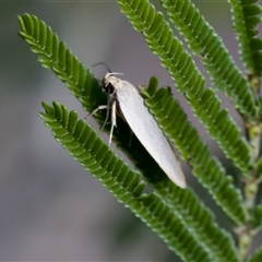 Zacorus carus at Denman Prospect, ACT - 25 Nov 2024