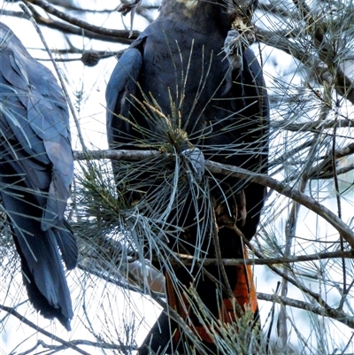 Calyptorhynchus lathami lathami (Glossy Black-Cockatoo) at Penrose, NSW - 13 Mar 2020 by Aussiegall