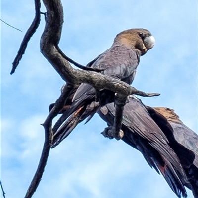 Calyptorhynchus lathami lathami (Glossy Black-Cockatoo) at Penrose, NSW - 25 Feb 2020 by Aussiegall