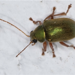 Edusella puberula at Melba, ACT - 25 Nov 2024 11:46 PM