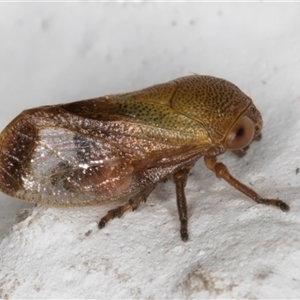 Pectinariophyes stalii at Melba, ACT - 25 Nov 2024 11:48 PM