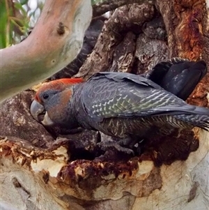 Callocephalon fimbriatum (Gang-gang Cockatoo) at Cook, ACT by Jennybach