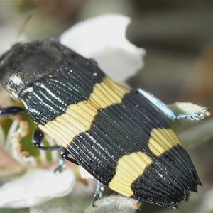 Castiarina bifasciata at Tharwa, ACT - 27 Nov 2024