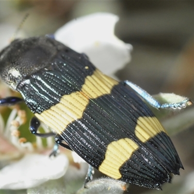 Castiarina bifasciata (Jewel beetle) at Tharwa, ACT - 27 Nov 2024 by Harrisi