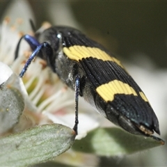 Castiarina bifasciata at Tharwa, ACT - 27 Nov 2024