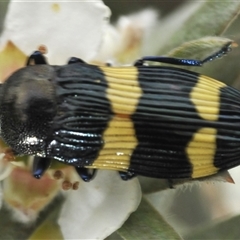 Castiarina bifasciata at Tharwa, ACT - 27 Nov 2024