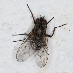 Helina sp. (genus) at Melba, ACT - 25 Nov 2024