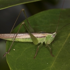 Conocephalus upoluensis (Meadow Katydid) at Melba, ACT - 25 Nov 2024 by kasiaaus