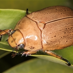 Anoplognathus porosus at Melba, ACT - 25 Nov 2024