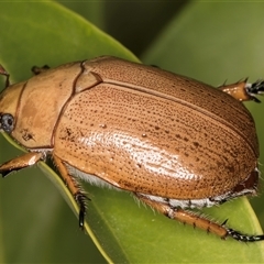 Anoplognathus porosus at Melba, ACT - 25 Nov 2024 11:58 PM