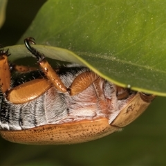 Anoplognathus porosus at Melba, ACT - 25 Nov 2024