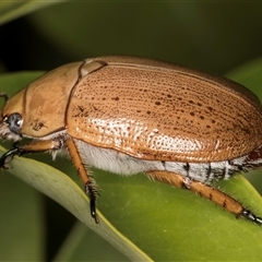 Anoplognathus porosus at Melba, ACT - 25 Nov 2024