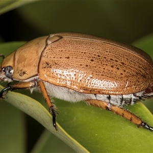 Anoplognathus porosus at Melba, ACT - 25 Nov 2024 11:58 PM