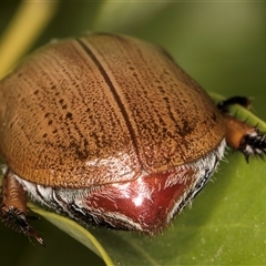 Anoplognathus porosus at Melba, ACT - 25 Nov 2024