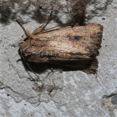 Leucania obumbrata (Lesser Armyworm) at Freshwater Creek, VIC - 3 May 2020 by WendyEM