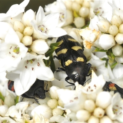 Castiarina australasiae (A jewel beetle) at Tharwa, ACT - 26 Nov 2024 by Harrisi