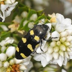 Castiarina australasiae at Tharwa, ACT - 27 Nov 2024 09:47 AM