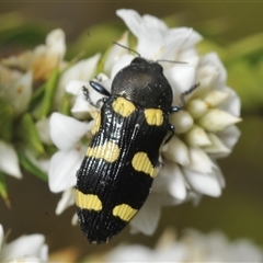 Castiarina australasiae at Tharwa, ACT - 27 Nov 2024 09:47 AM