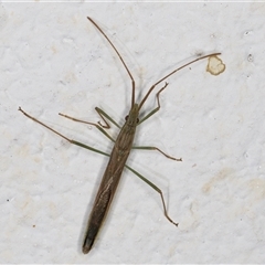 Mutusca brevicornis at Melba, ACT - 25 Nov 2024 11:59 PM