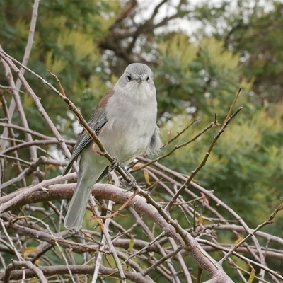 Colluricincla harmonica (Grey Shrikethrush) at Freshwater Creek, VIC - 3 May 2020 by WendyEM