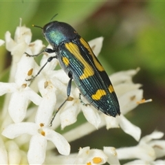 Castiarina flavopicta (Flavopicta jewel beetle) at Tharwa, ACT - 26 Nov 2024 by Harrisi