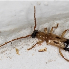 Atesta stigmosa (Longhorn or Longicorn beetle) at Melba, ACT - 26 Nov 2024 by kasiaaus